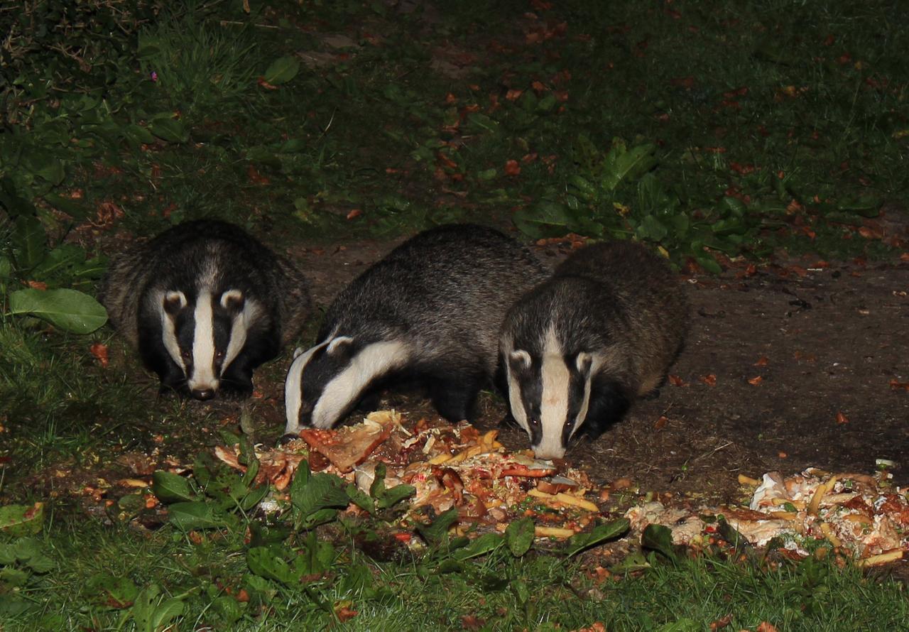 Badger Bar Bed & Breakfast Ambleside Eksteriør bilde
